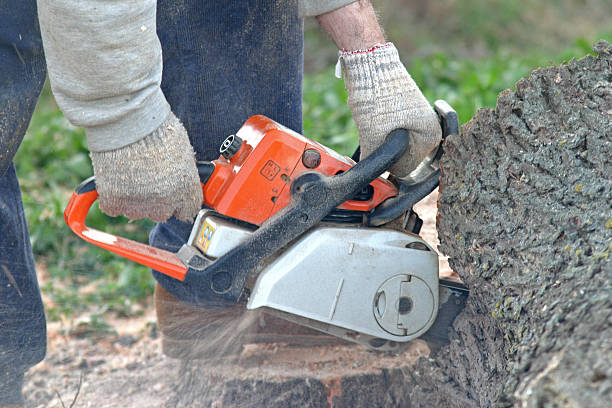 Leaf Removal in Clifton Heights, PA