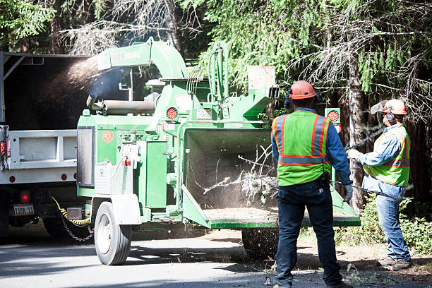Professional Tree Care in Clifton Heights, PA