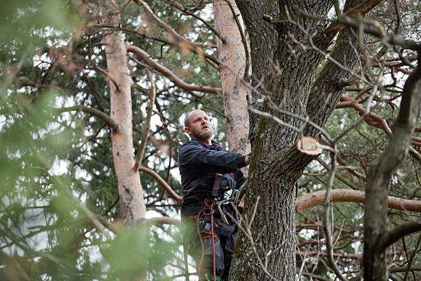 How Our Tree Care Process Works  in  Clifton Heights, PA
